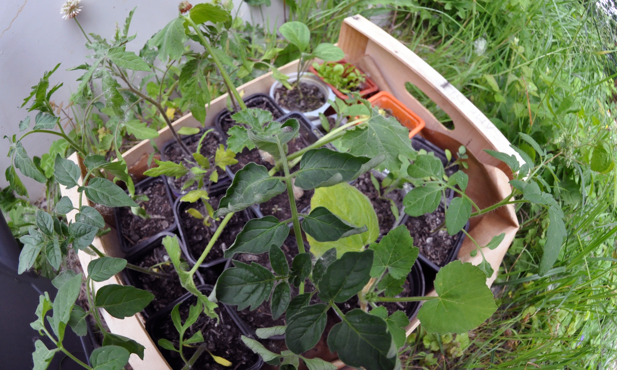 cirque_potager_01-1