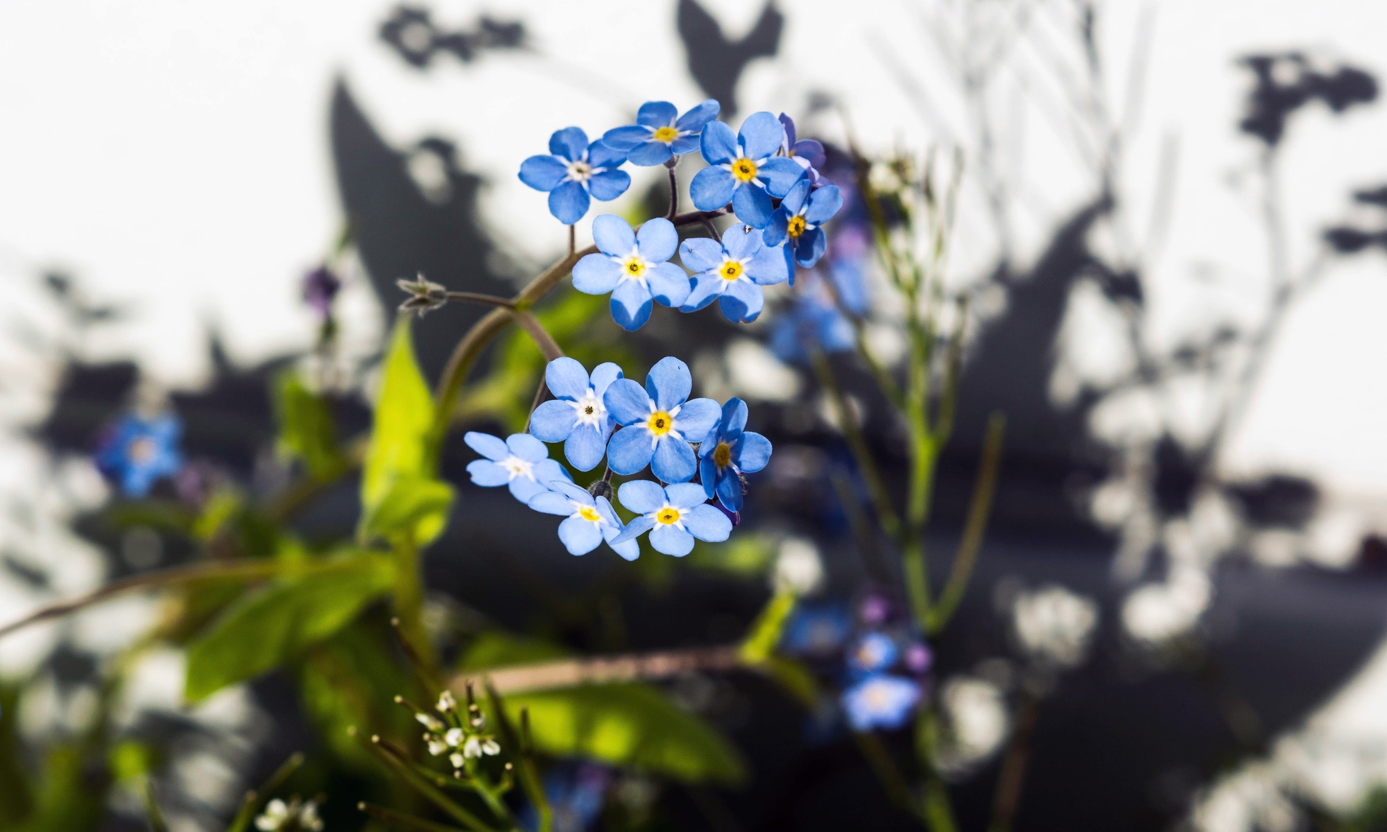 cirque_potager_02