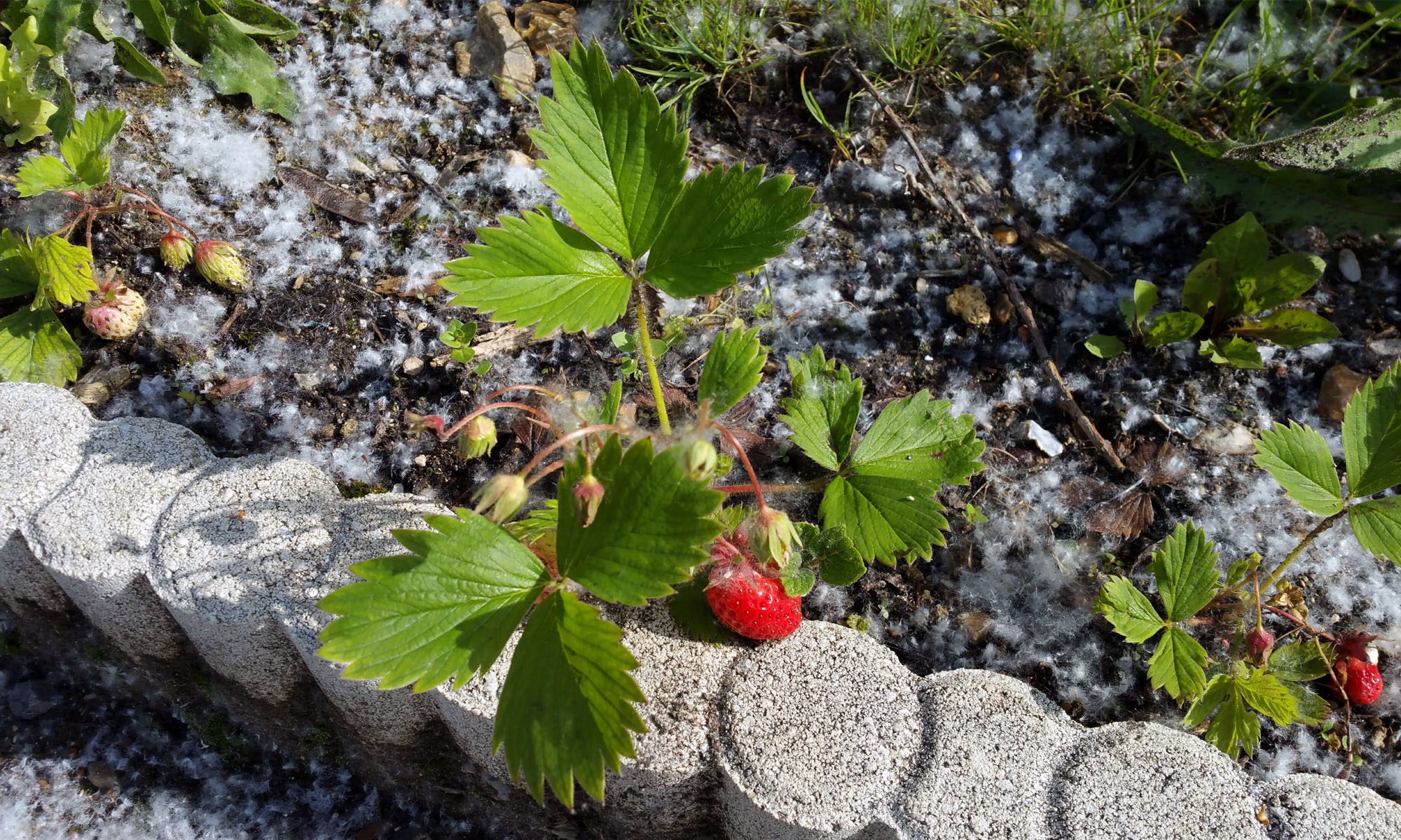 cirque_potager_03