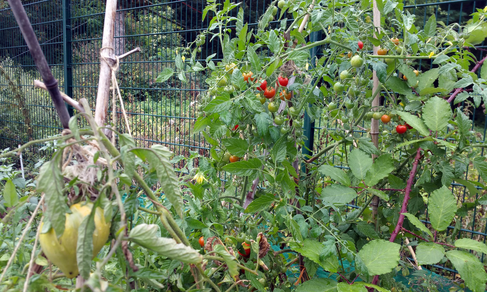 potager