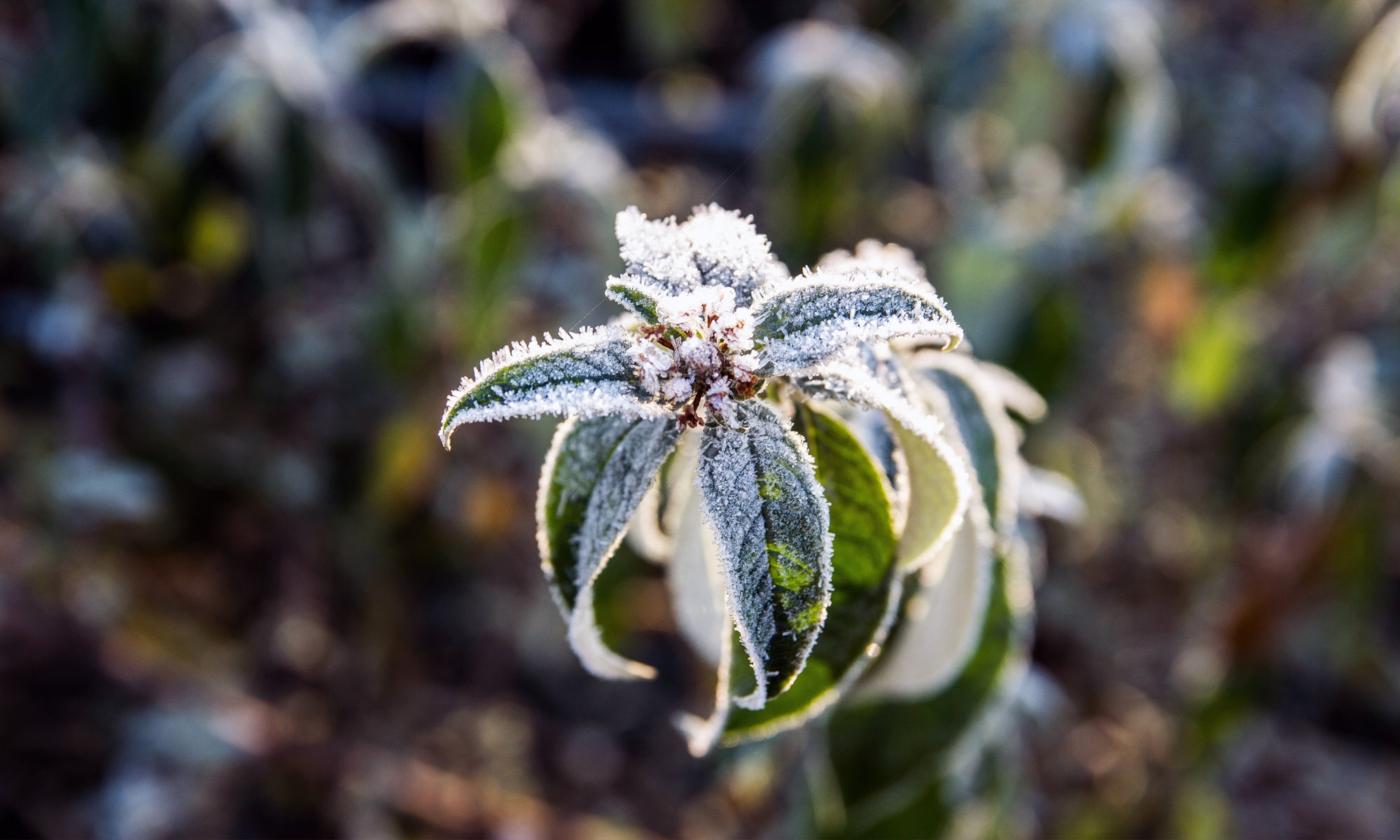 potager_05