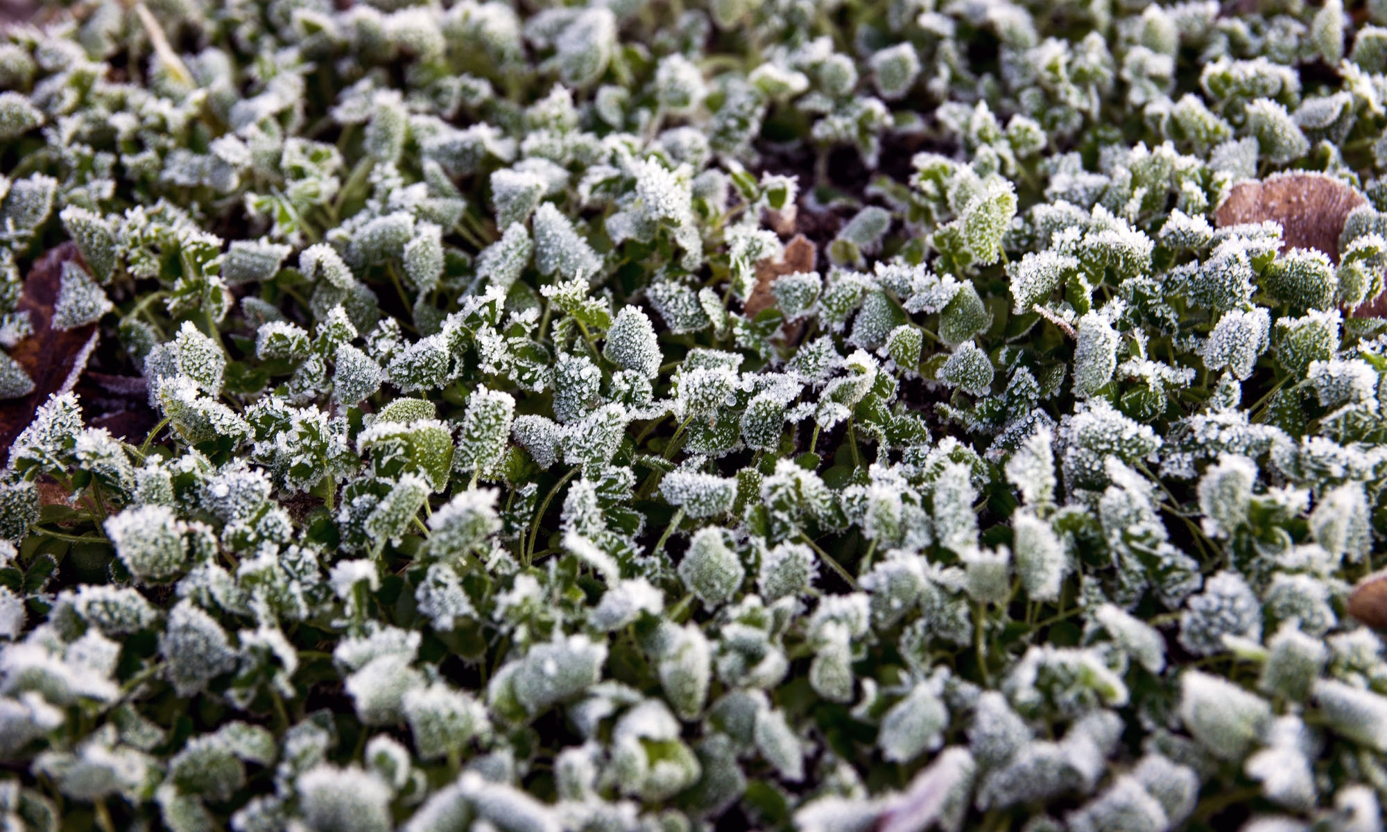 potager_06