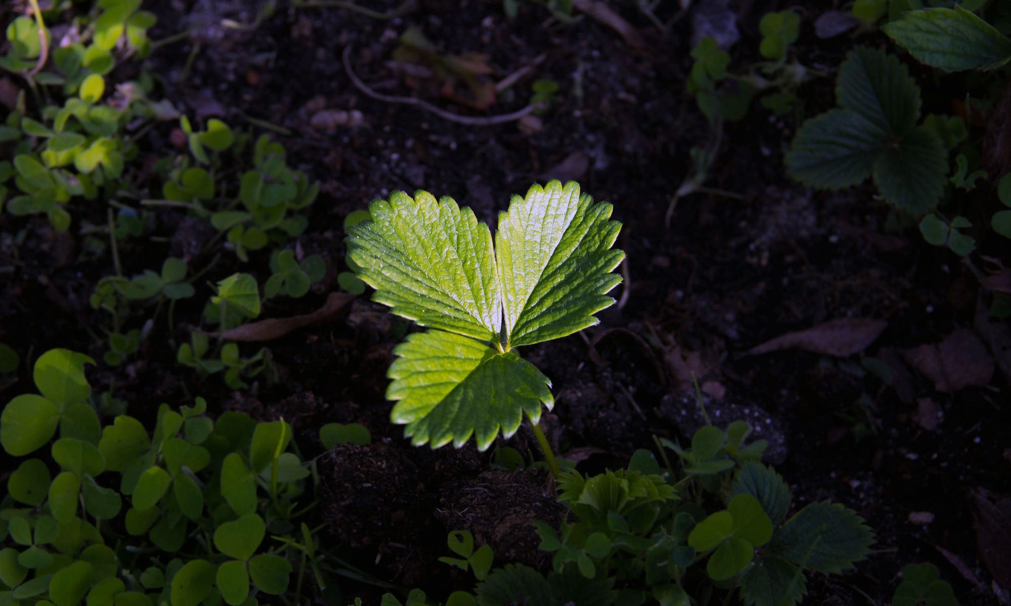 potager_08