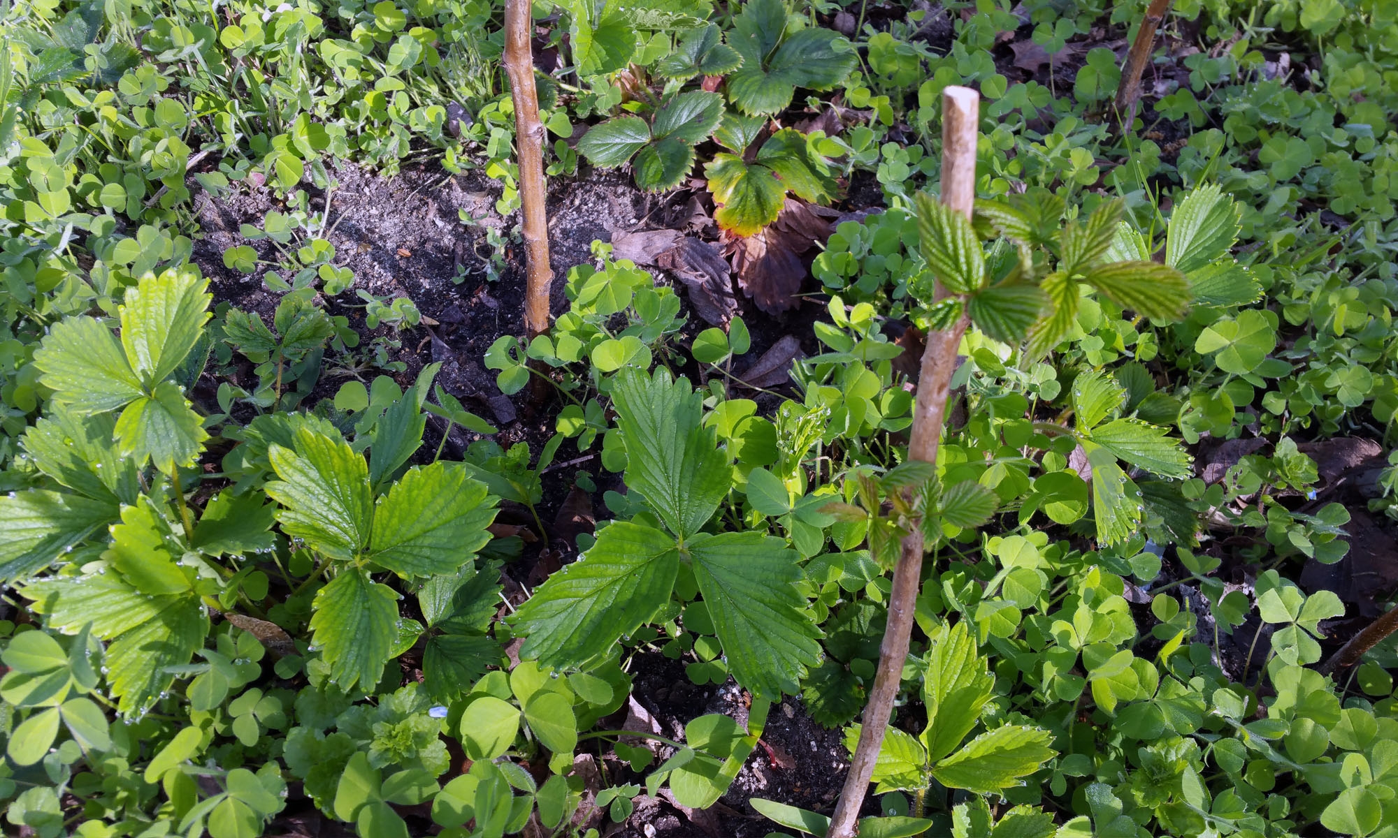 potager_10