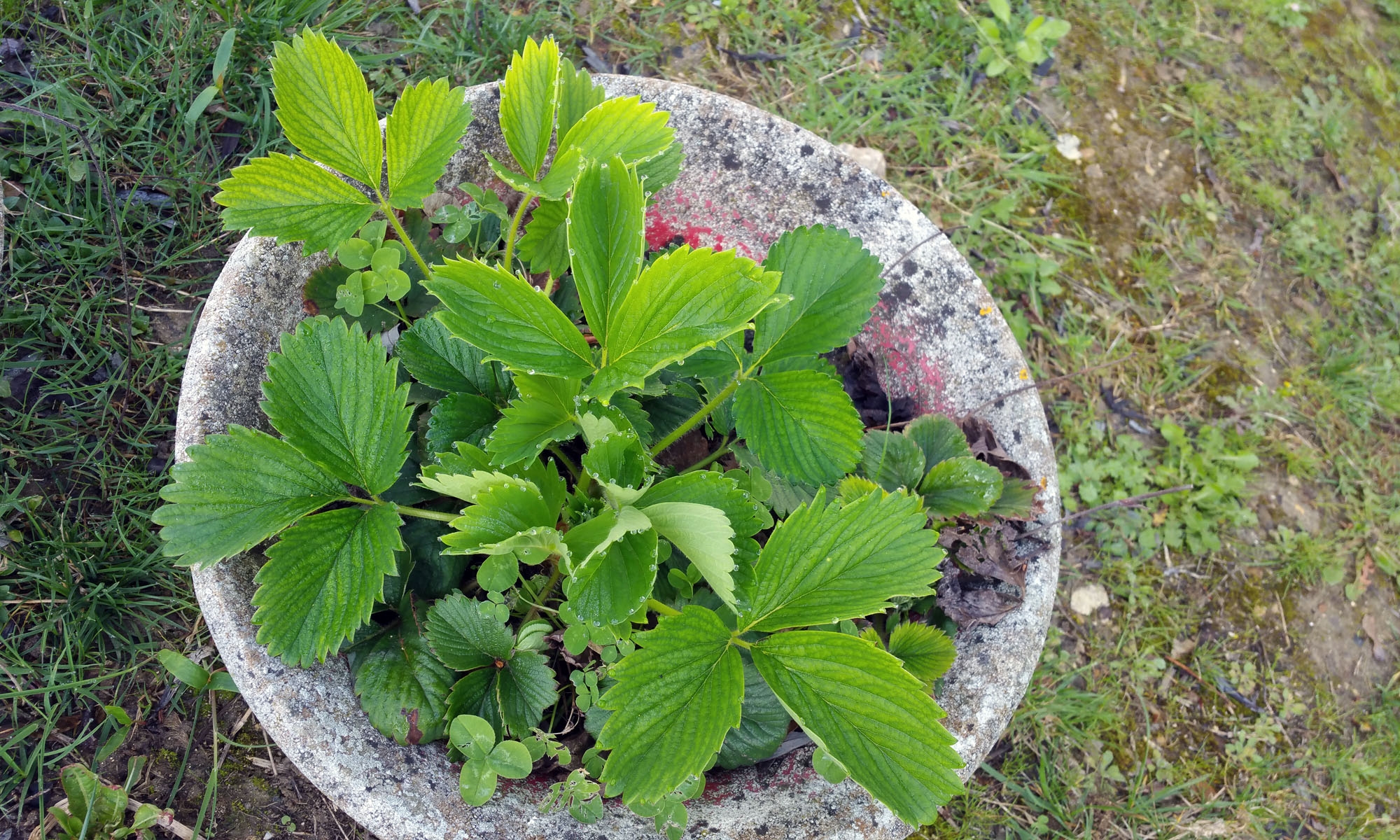 potager_11