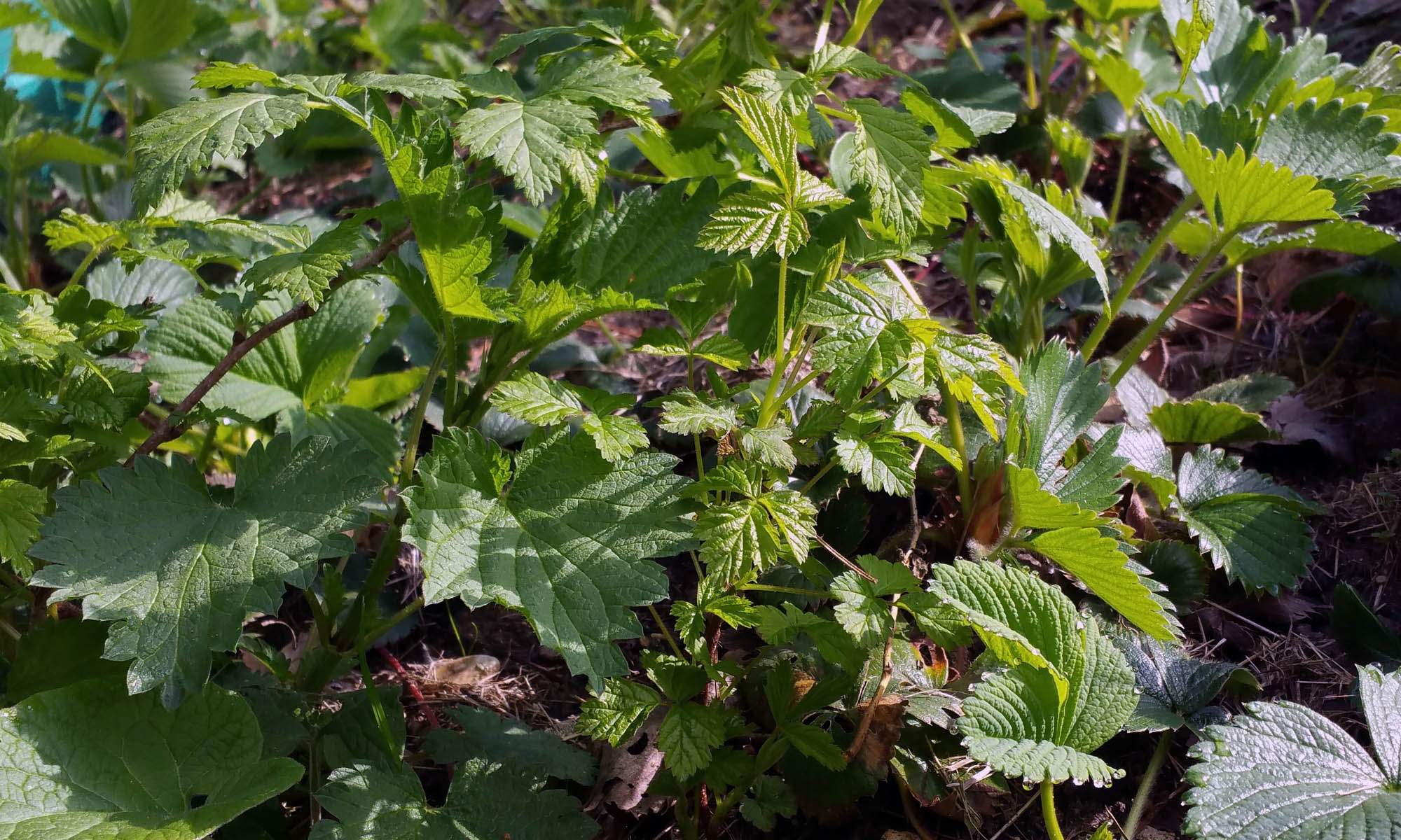 potager_12