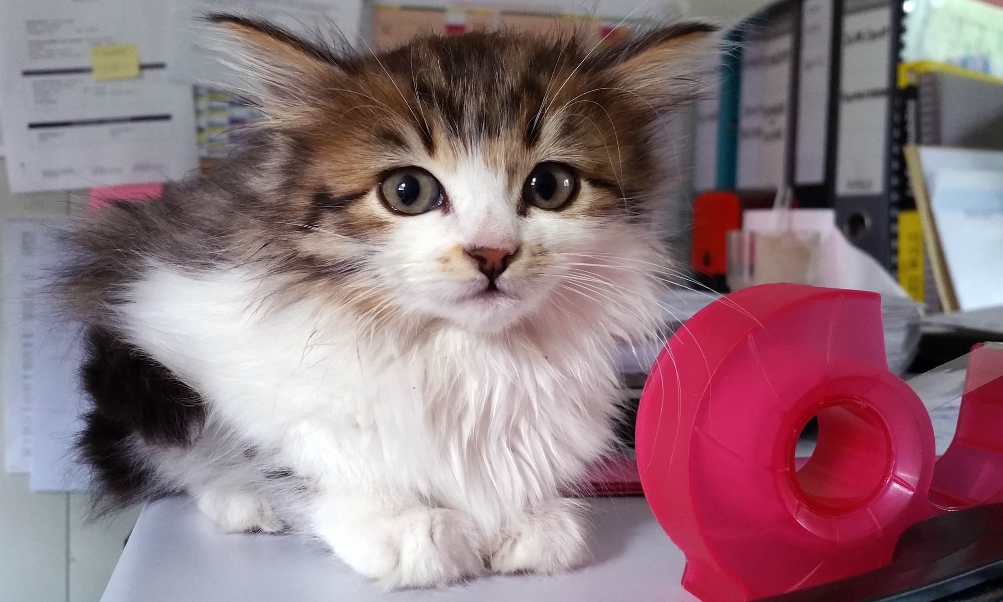 cirque_chats_02